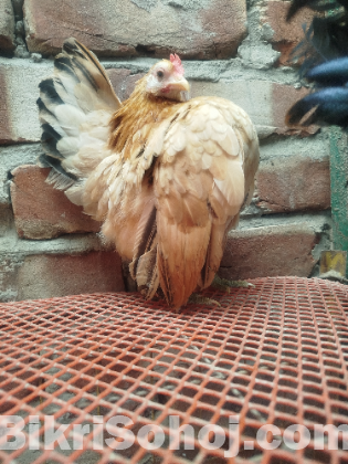 Serama chicken